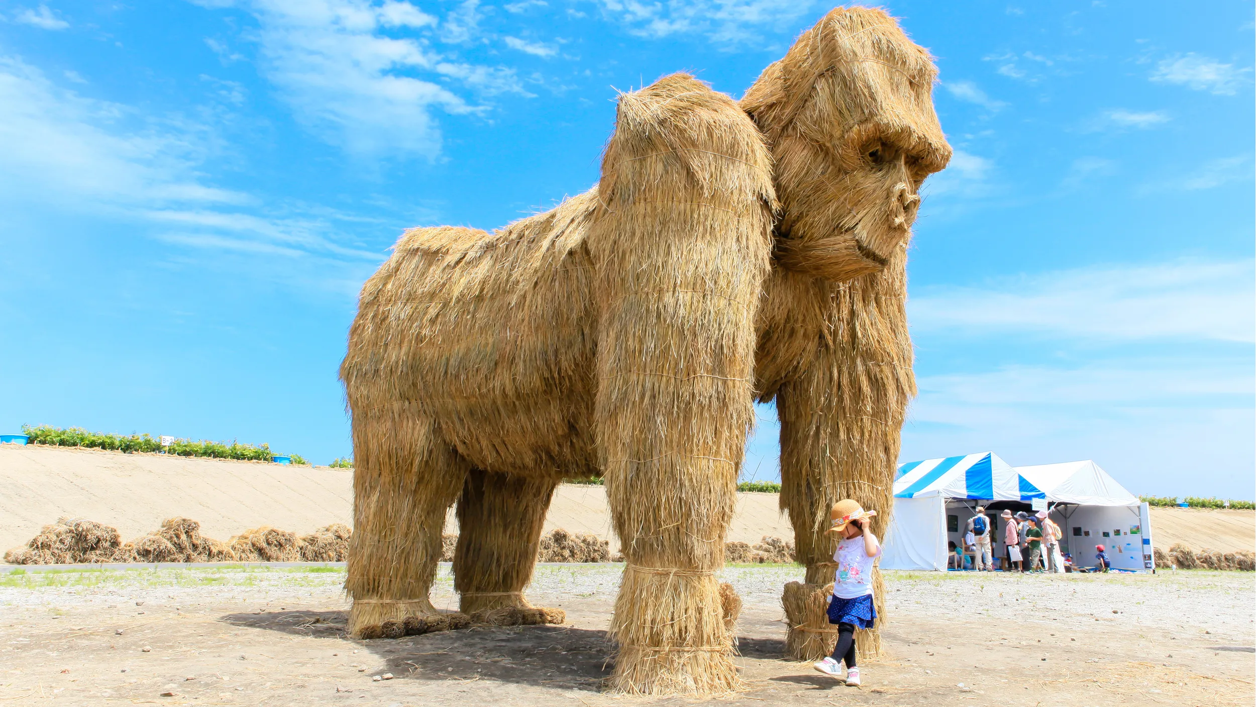鎮守の森のプロジェクトに参加